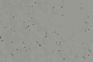 Линолеум Forbo Sphera Energetic 50212 elephant фото  | FLOORDEALER